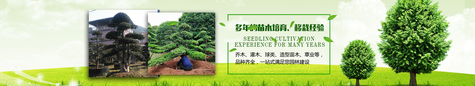 购苗流程