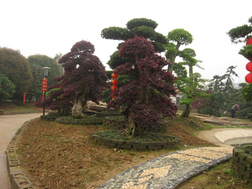 湖南苗木花木,苗木花木价格,湖南香樟价格,浏阳苗木，湖南桂花