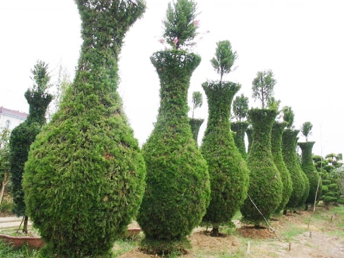 湖南苗木花木,苗木花木价格,湖南香樟价格,浏阳苗木，湖南桂花