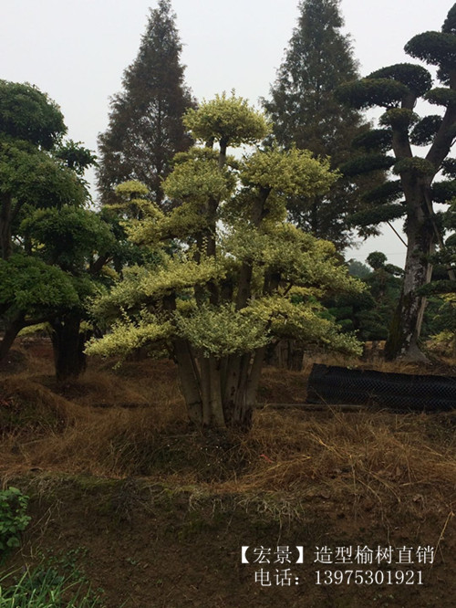 给价就买-造型榆树苗木-精品榆树-优惠造型榆树价格找宏景