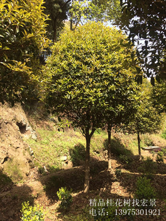桂花树苗木,精品湖南桂花价格,桂花价格,湖南丹桂苗木,湖南四季桂