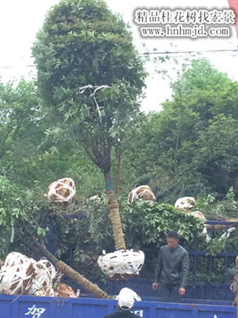 桂花树苗木,精品湖南桂花价格,桂花价格,湖南丹桂苗木,湖南四季桂