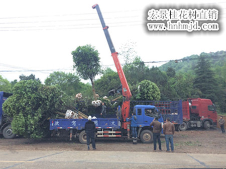 桂花树苗木，精品湖南桂花价格，桂花价格，湖南丹桂苗木，湖南四季桂