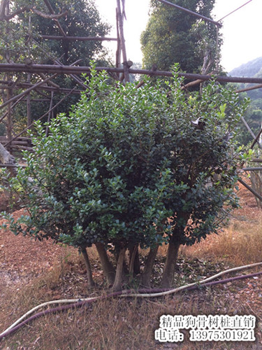 苗圃直销：狗骨树桩-狗骨树兜-狗骨树价格优惠请上宏景