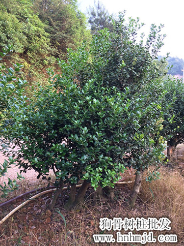 狗骨树桩，湖南造型狗骨树，湖南狗骨价格，长沙狗骨树基地