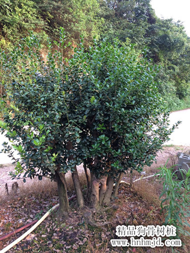 狗骨树桩，湖南造型狗骨树，湖南狗骨价格，长沙狗骨树基地