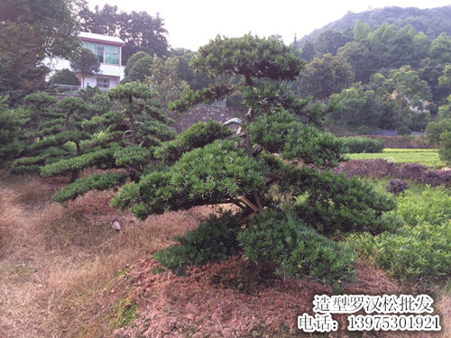 造型罗汉松，湖南罗汉松，罗汉松盆景，精品罗汉松，湖南罗汉松价格