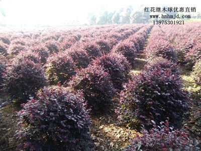 优质红花继木小苗-红花继木树桩-红花继木球-高时效-高成活