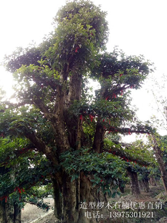 椤木石楠大树，湖南椤木石楠价格，湖南造型椤木石楠，跳马椤木石楠苗圃