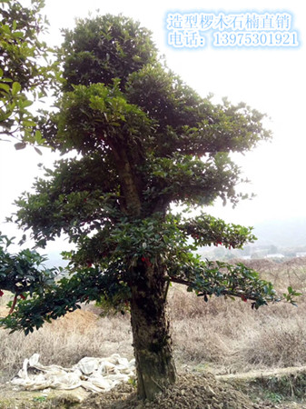 椤木石楠大树，湖南椤木石楠价格，湖南造型椤木石楠，跳马椤木石楠苗圃