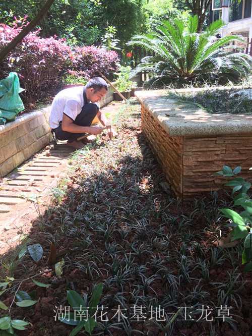 玉龙草苗木，湖南玉龙草价格，长沙玉龙草基地，跳马玉龙草价格，刘阳玉龙草价格