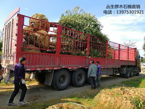 农户直销丛生椤木石楠-湖南多干椤木石楠-造型椤木石楠大树上宏景