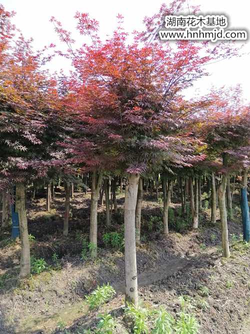 机会难得-10公分丛生嫁接红枫-红枫苗圃直销起苗