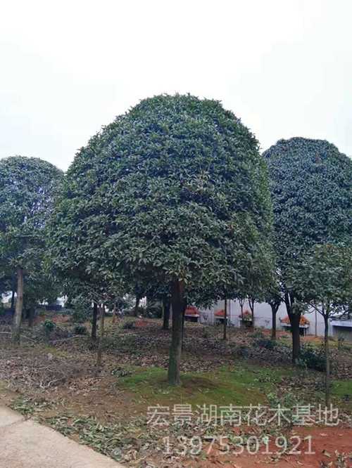 长沙跳马 桂花树苗木 精品桂花树 新鲜好苗上宏景