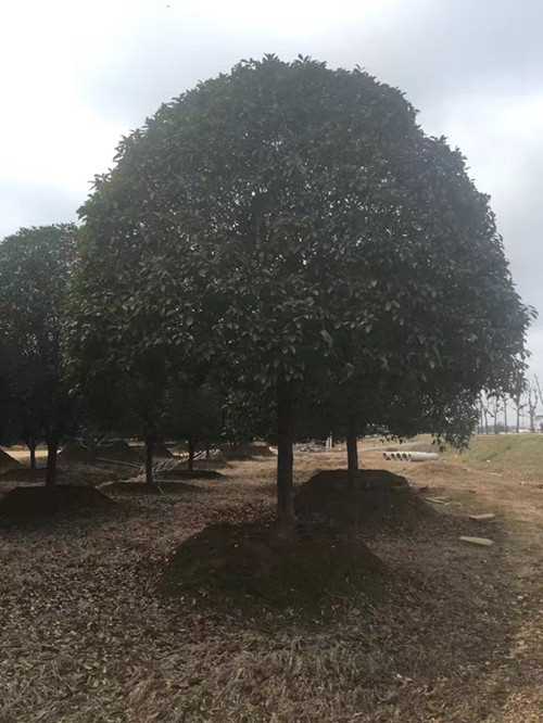 长沙四季桂球，湖南桂花价格，跳马精品桂花树，桂花树苗圃，湖南桂花树基地