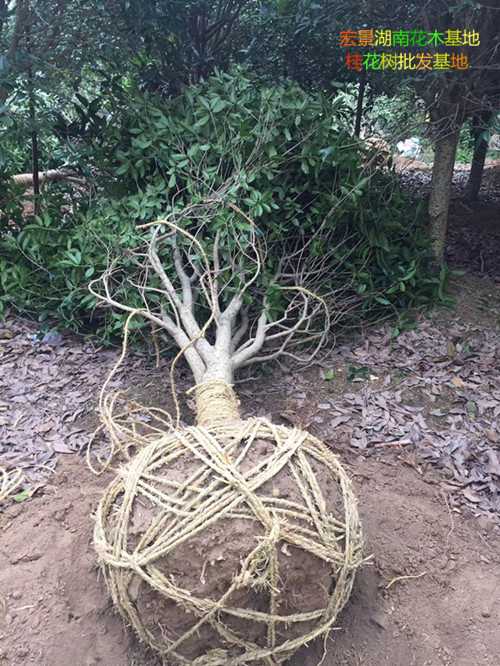 长沙四季桂球，湖南桂花价格，跳马精品桂花树，桂花树苗圃，湖南桂花树基地