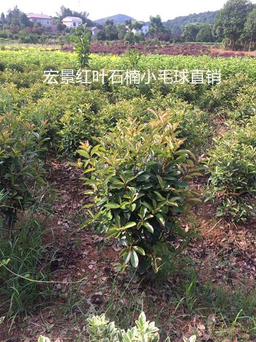 精品红叶石楠苗木，湖南红叶石楠球，长沙红叶石楠基地，跳马红叶石楠小苗，湖南红叶石楠价格