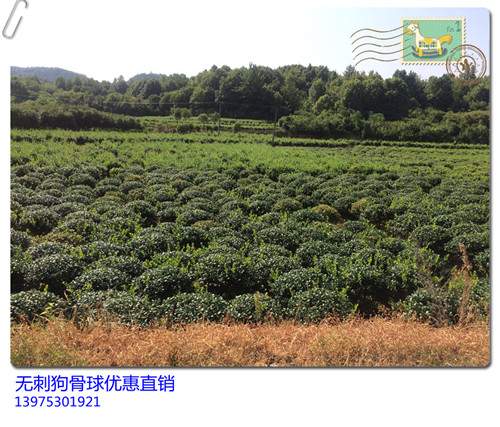 湖南无刺狗骨小苗，湖南无刺狗骨球，湖南无刺狗骨价格，湖南无刺狗骨树桩，无刺狗骨基地