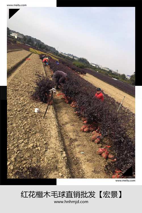 红花檵木小苗，湖南红花檵木树桩，浏阳红花檵木球，红花檵木杯苗，红花檵木盆景