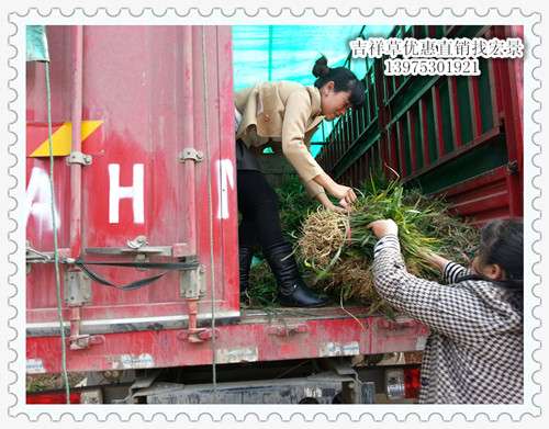 吉祥草苗木，湖南吉祥草价格，长沙吉祥草基地，跳马吉祥草批发