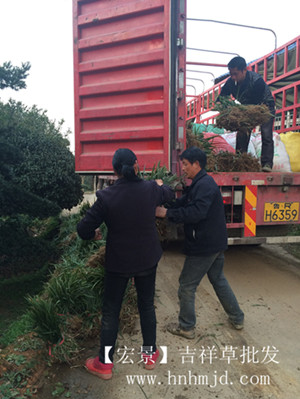 吉祥草价格，湖南吉祥草苗木，浏阳吉祥草基地，长沙吉祥草批发-宏景苗木场