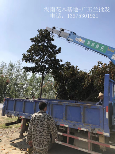 广玉兰价格，湖南全冠广玉兰，浏阳广玉兰基地，长沙广玉兰苗圃-宏景苗木场