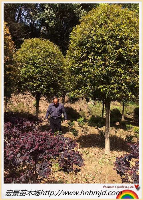 湖南苗木，浏阳苗木，湖南精品桂花树，湖南桂花价格，湖南桂花苗圃