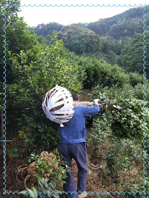 湖南茶花球，湖南茶花小苗，湖南茶花价格，长沙茶花苗圃，跳马茶花基地-宏景苗木场