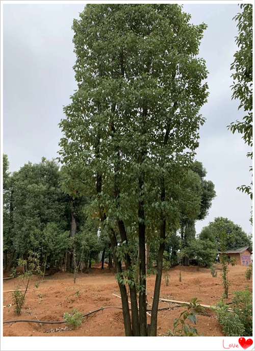 全冠香樟苗木，移栽香樟，多头香樟苗圃，湖南香樟价格-长沙市雨花区宏景苗木场