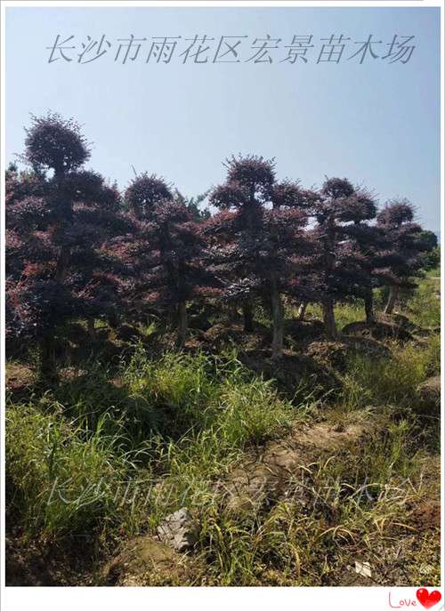 红花檵木树桩，红花檵木小苗，红花檵木球，湖南红花檵木价格-长沙市雨花区宏景苗木场