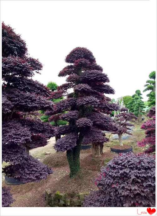 红花檵木树桩，红花檵木小苗，红花檵木球，湖南红花檵木价格-长沙市雨花区宏景苗木场