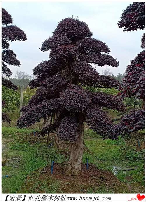 红花檵木树桩，红花檵木小苗，红花檵木球，湖南红花檵木价格-长沙市雨花区宏景苗木场