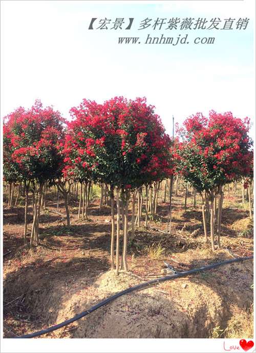 浏阳苗木，湖南花木，湖南香樟价格，移栽香樟，全冠湖南香樟，湖南紫薇，湖南桂花价格 