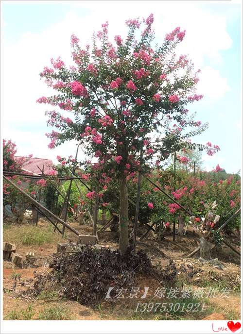 浏阳苗木，湖南花木，湖南香樟价格，移栽香樟，全冠湖南香樟，湖南紫薇，湖南桂花价格 