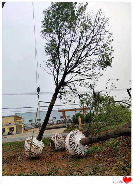 浏阳苗木，湖南花木，湖南香樟价格，移栽香樟，全冠湖南香樟，湖南紫薇，湖南桂花价格-长沙市雨花区宏景苗木场