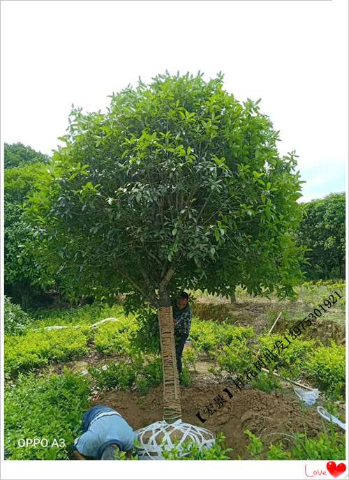 桂花树，湖南桂花价格，长沙桂花树，浏阳桂花苗圃-宏景苗木场