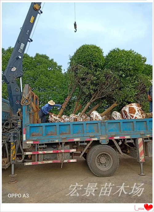 桂花树，湖南桂花价格，长沙桂花树，浏阳桂花苗圃-宏景苗木场