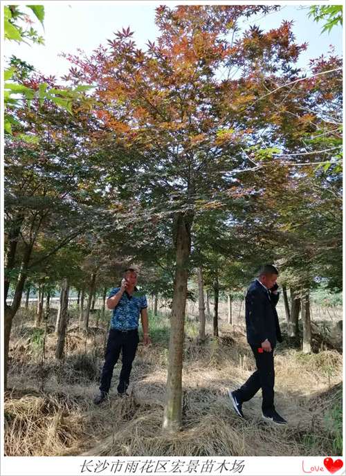 红枫苗木，嫁接红枫，原生红枫苗圃，湖南红枫基地，湖南红枫价格-长沙市雨花区宏景苗木场