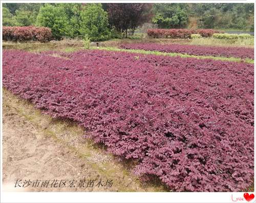 红花檵木小苗，红花檵木树桩，湖南红花檵木价格-长沙市雨花区宏景苗木场