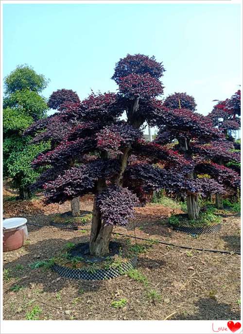 红花檵木小苗，红花檵木树桩，湖南红花檵木价格-长沙市雨花区宏景苗木场
