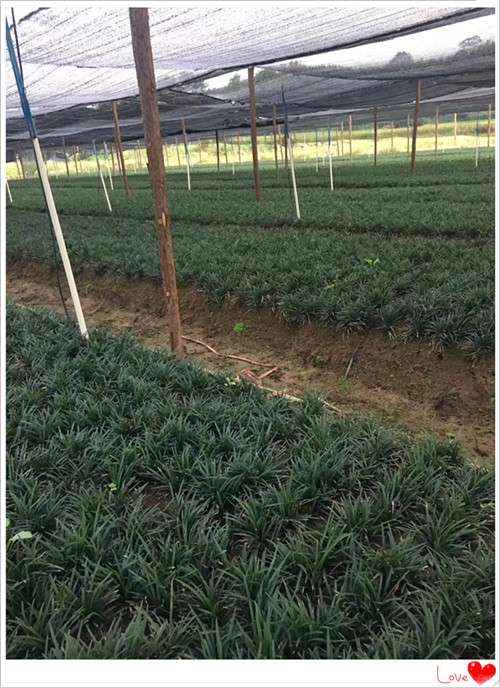 吉祥草苗木，玉龙草基地，麦冬草价格，湖南吉祥草基地-长沙市雨花区宏景苗木场