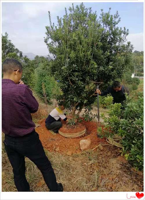 杨梅树直销，丛生杨梅树价格优惠上长沙市雨花区宏景苗木场