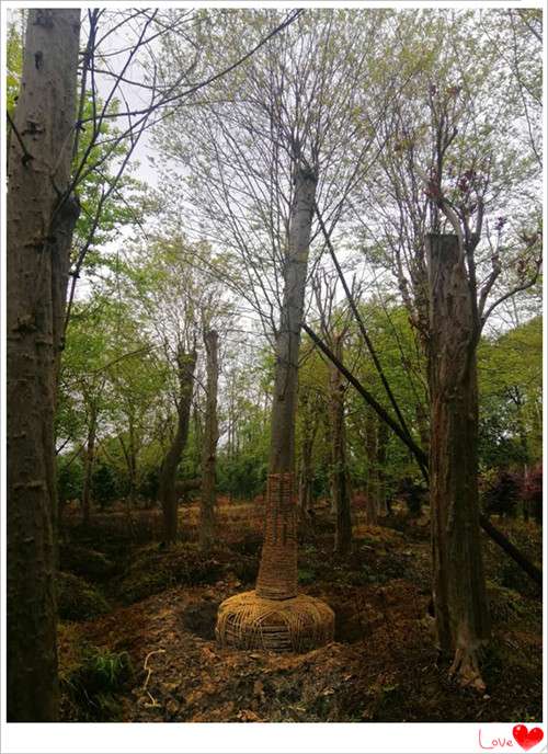 紫薇大树苗圃，湖南紫薇价格，浏阳紫薇树基地，紫薇批发-宏景苗木场