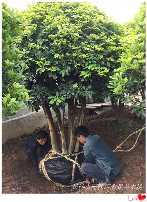 浏阳苗木，湖南花木，湖南香樟价格，移栽香樟，全冠湖南香樟，湖南紫薇，湖南桂花价格-长沙市雨花区宏景苗木场