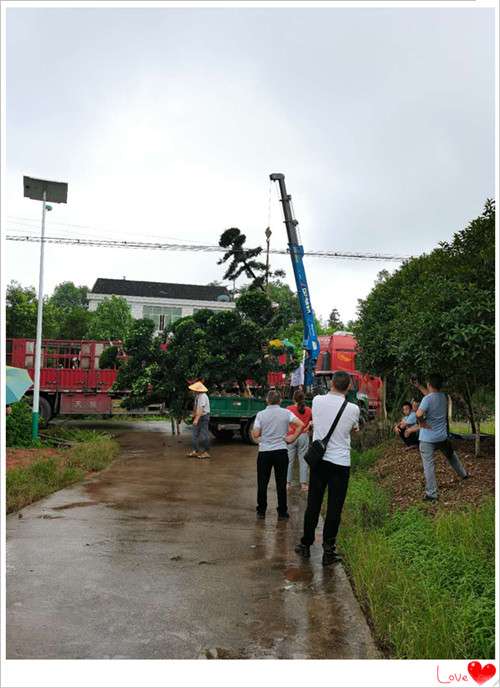 湖南造型罗汉松苗圃，造型罗汉松价格-宏景苗木场