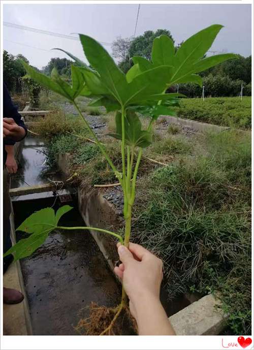 八角金盘小苗，湖南八角金盘杯苗，八角金盘价格-宏景苗木场