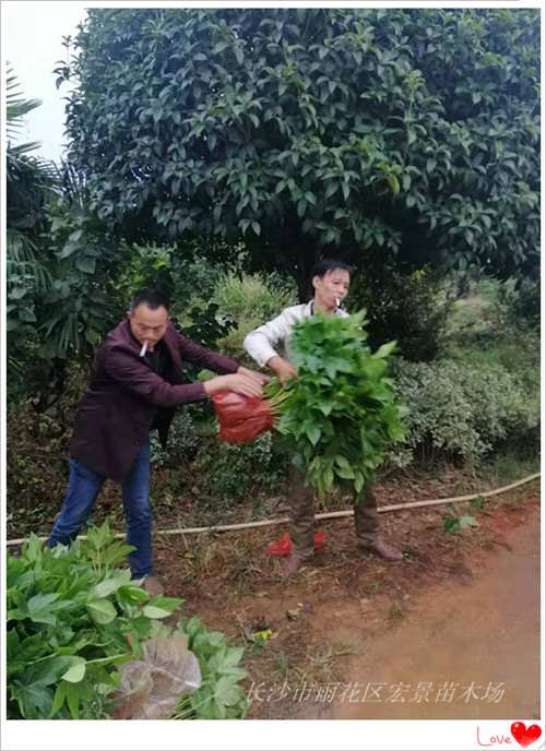 湖南八角金盘小苗-宏景苗木场