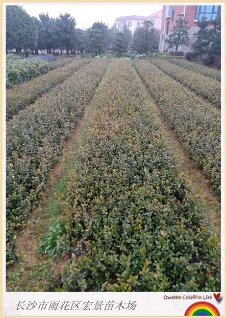 精品茶花球，湖南茶花价格，茶梅小苗批发-长沙市雨花区宏景苗木场