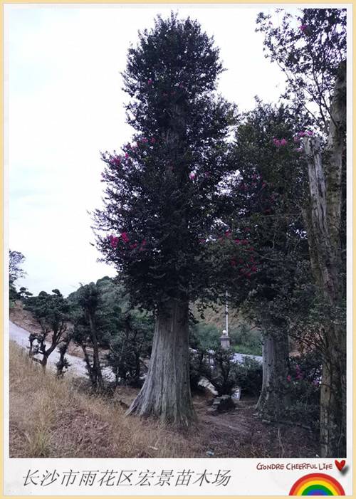 嫁接紫薇苗木，湖南紫薇价格，浏阳紫薇大树-宏景苗木场