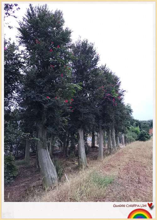 嫁接紫薇苗木，湖南紫薇价格，浏阳紫薇大树-宏景苗木场